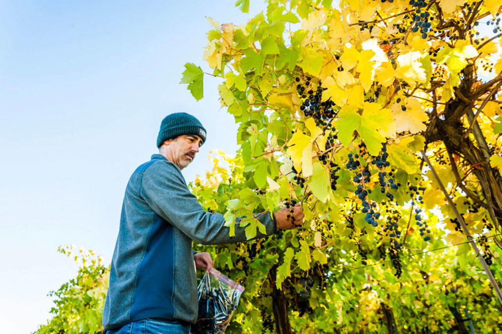 Chris Loeliger’s award-winning program at young TruthTeller Winery has allowed the Woodinville winemaker to expand and create a second tasting room in downtown Walla Walla. (Richard Duval Images)

