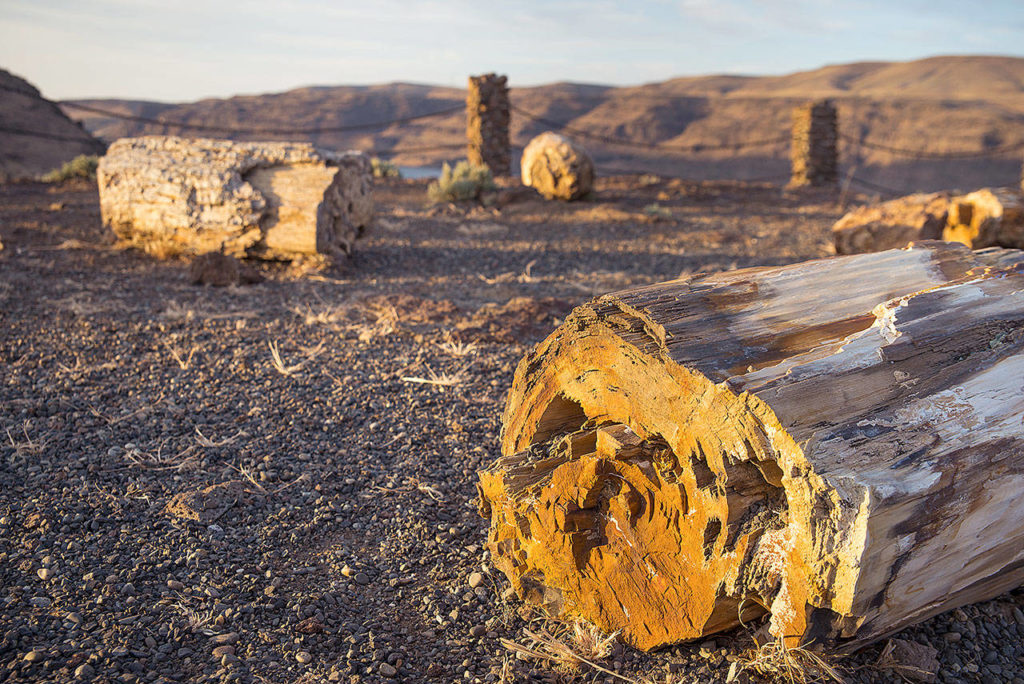 See fossils of prehistoric trees at the Ginkgo Petrified Forest interpretive center. (Washington State Parks)
