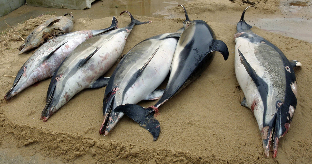 This photo taken on March 7 shows dead dolphins on a shore of La Tranche sur Mer, on the Atlantic coast, western France. (Cecile Dars, Observatoire Pelagis/CNRS/Universite de la Rochelle via AP)