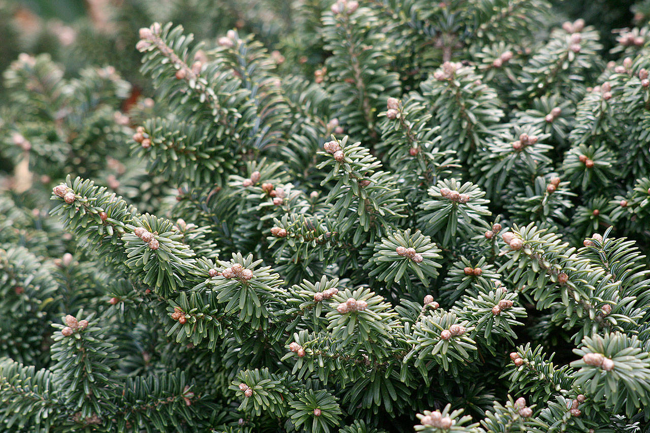 The needles of this dwarf conifer emerge bright green in spring and turn dark green over the summer. (Richie Steffen)