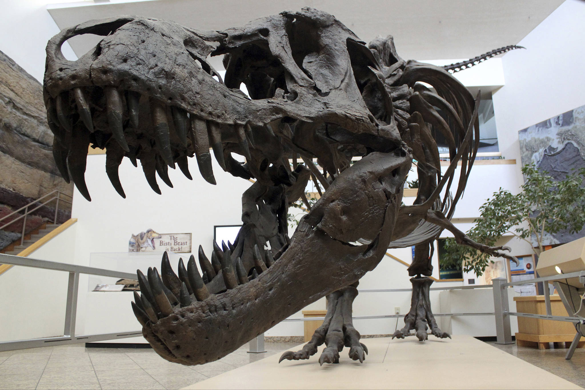 This 2017 photo shows a model of a Tyrannosaurus rex on display in the New Mexico Museum of Natural History and Science in Albuquerque, New Mexico. New research released on Friday captures a fossilized snapshot of the day nearly 66 million years ago when an asteroid hit the Earth, fire rained from the sky and the ground shook far worse than any modern earthquake. It was the day that nearly all life on Earth went extinct, including the dinosaurs. (AP Photo/Susan Montoya Bryan)