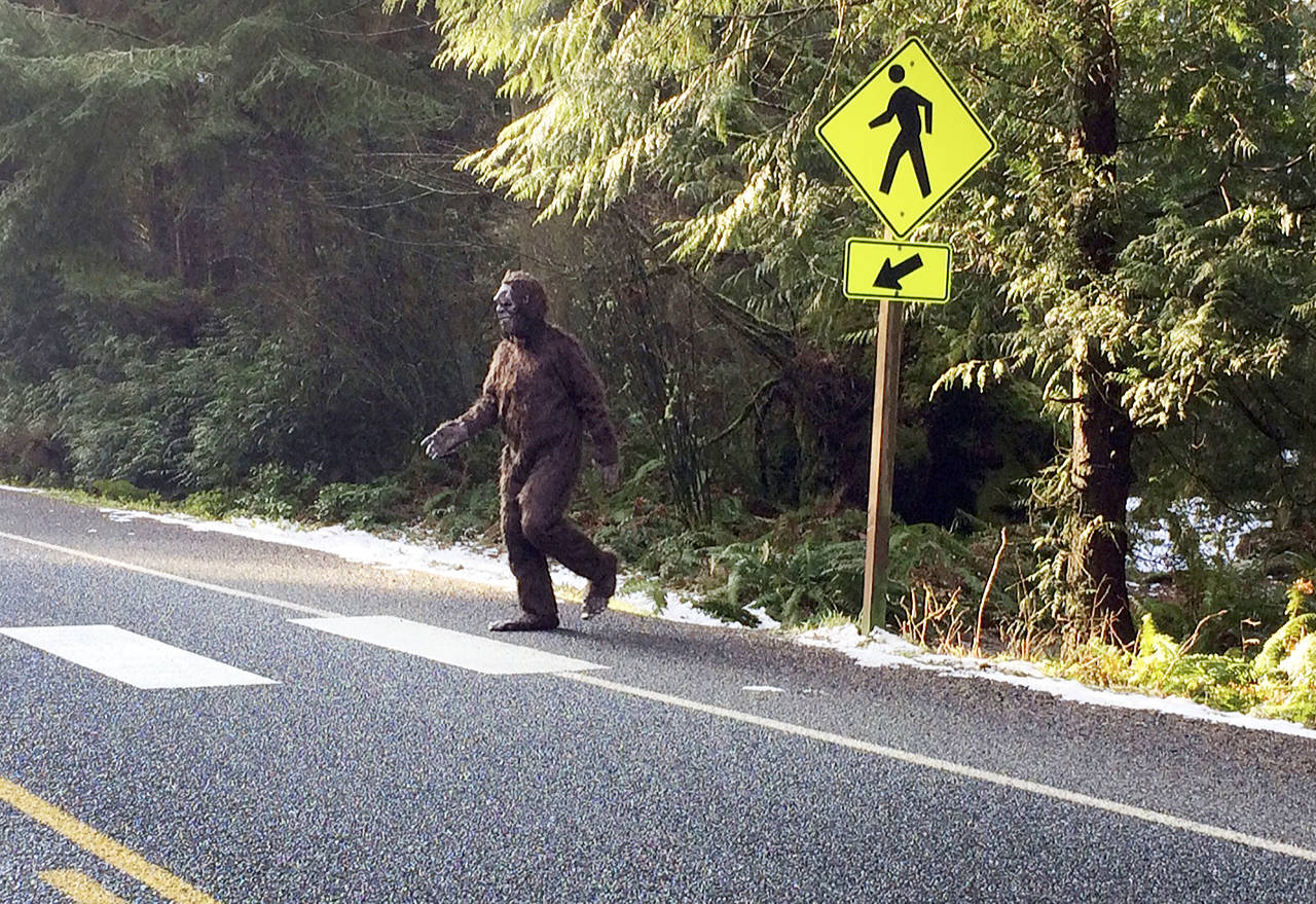 This Bigfoot-looking creature coming out of South Whidbey State Park was spotted Wednesday. (Maribeth Crandell)