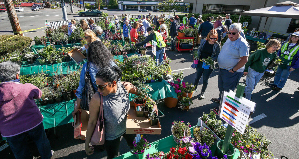 Customers look over the many plants on offer at the Everett Garden Club plant sale at 52nd Street SE and Evergreen Way in 2018. (Andy Bronson / Herald file)
