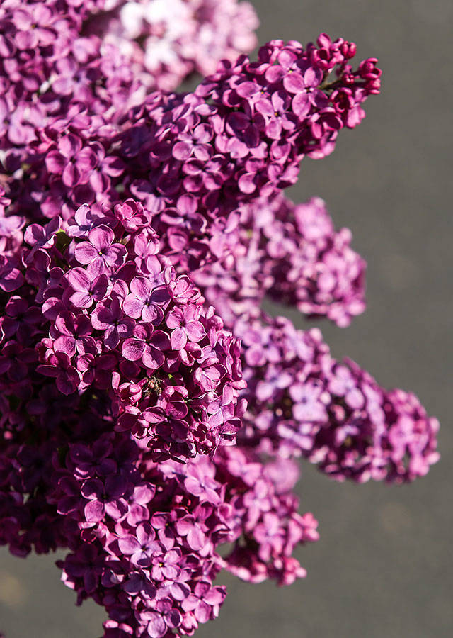 A lilac for sale at the Everett Garden Clubs 2018 plant sale. This years 80th-anniversary sale will be held May 11. (Andy Bronson / Herald file)