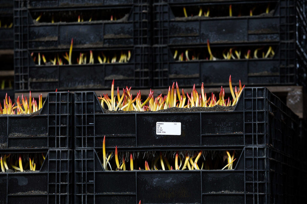 Sprouting tulips come up from the ground looking like flames. (Andy Bronson / The Herald)
