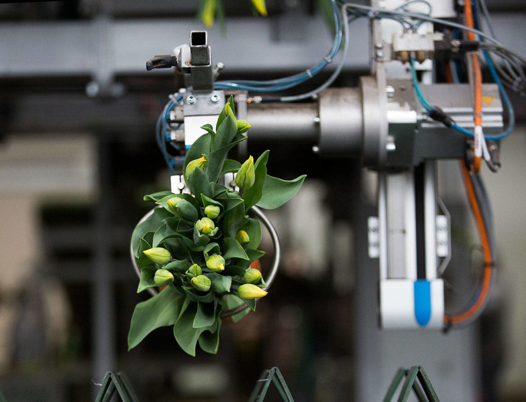A robot places a bouquet of tulips onto a conveyor belt. (Andy Bronson / The Herald)

