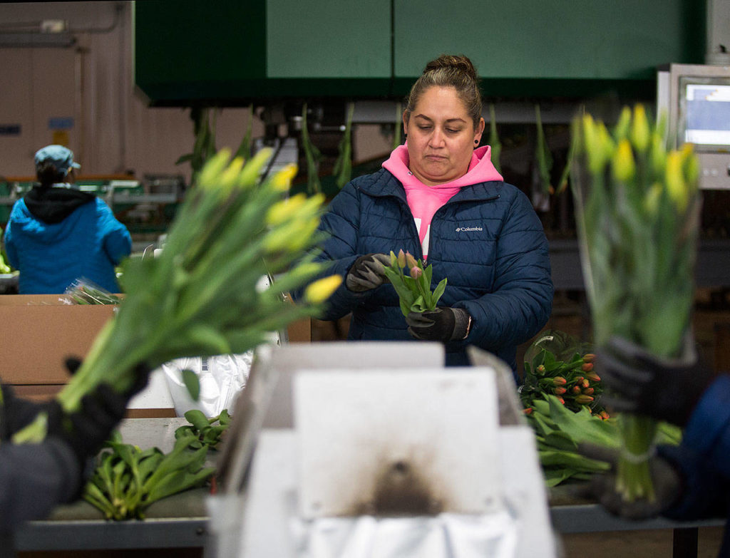 Norma Caro makes a bouquet from individual flowers while others place bouquets in wrappers. (Andy Bronson / The Herald)
