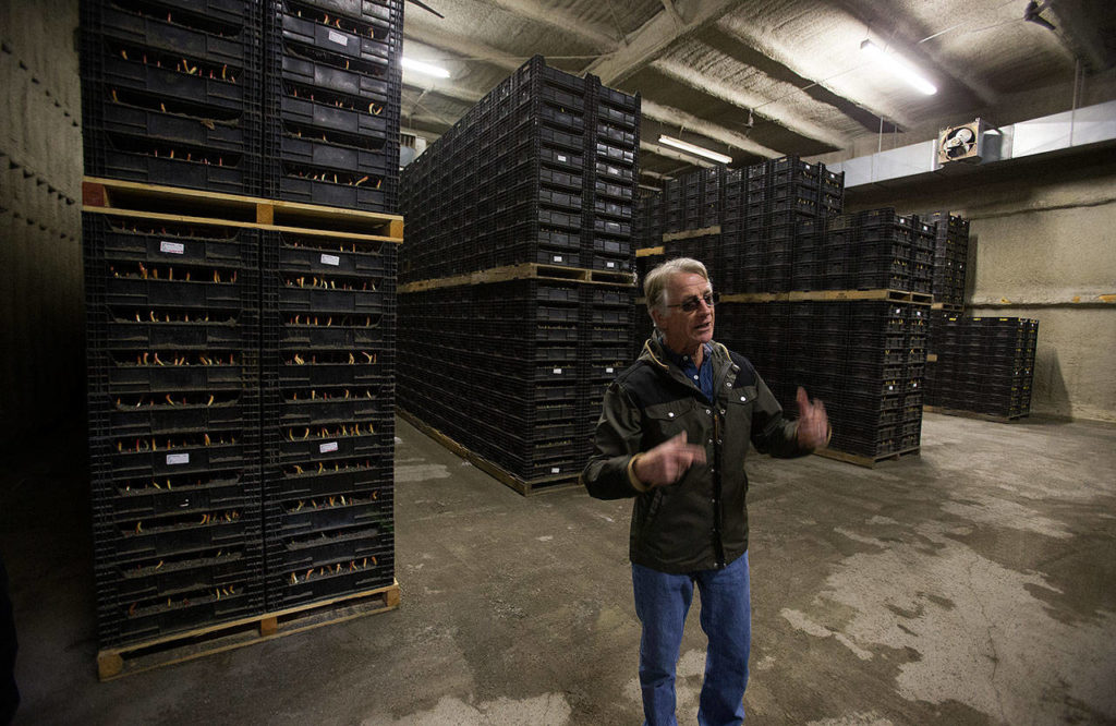 In a cooler with growing bulbs, Leo Roozen explains the year-round process of growing tulips and daffodils to visitors. (Andy Bronson / The Herald)
