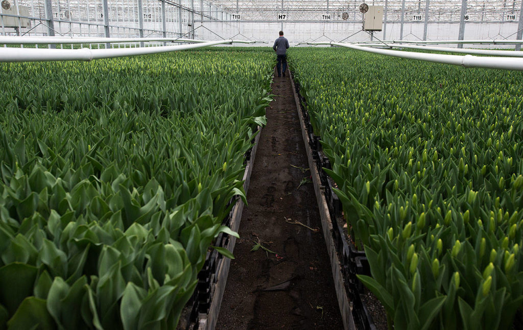 A man looks though an aisle of buds in the 170,000-square-foot greenhouse. (Andy Bronson / The Herald)
