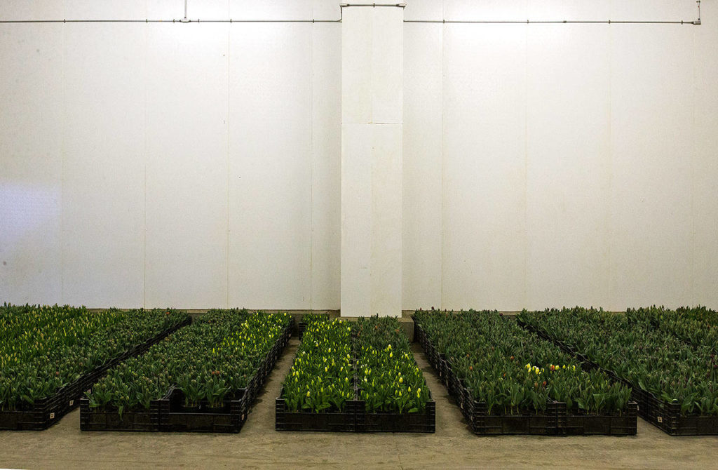 Tulip bulbs begin to grow in a cooler. (Andy Bronson / The Herald)
