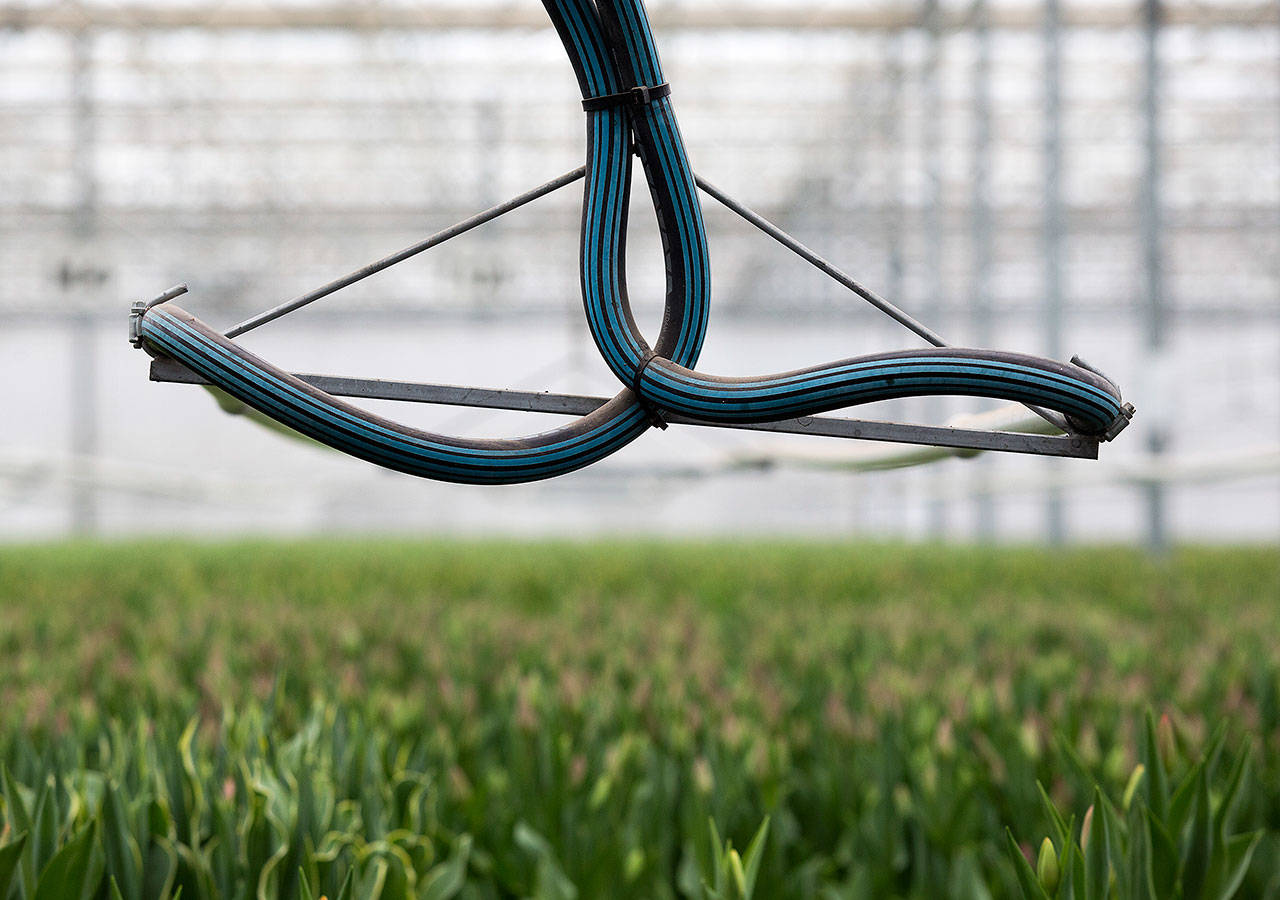 A system of hoses and tubes keep the tulips at the right temperature at Washington Bulb Company in Mount Vernon. (Andy Bronson / The Herald)