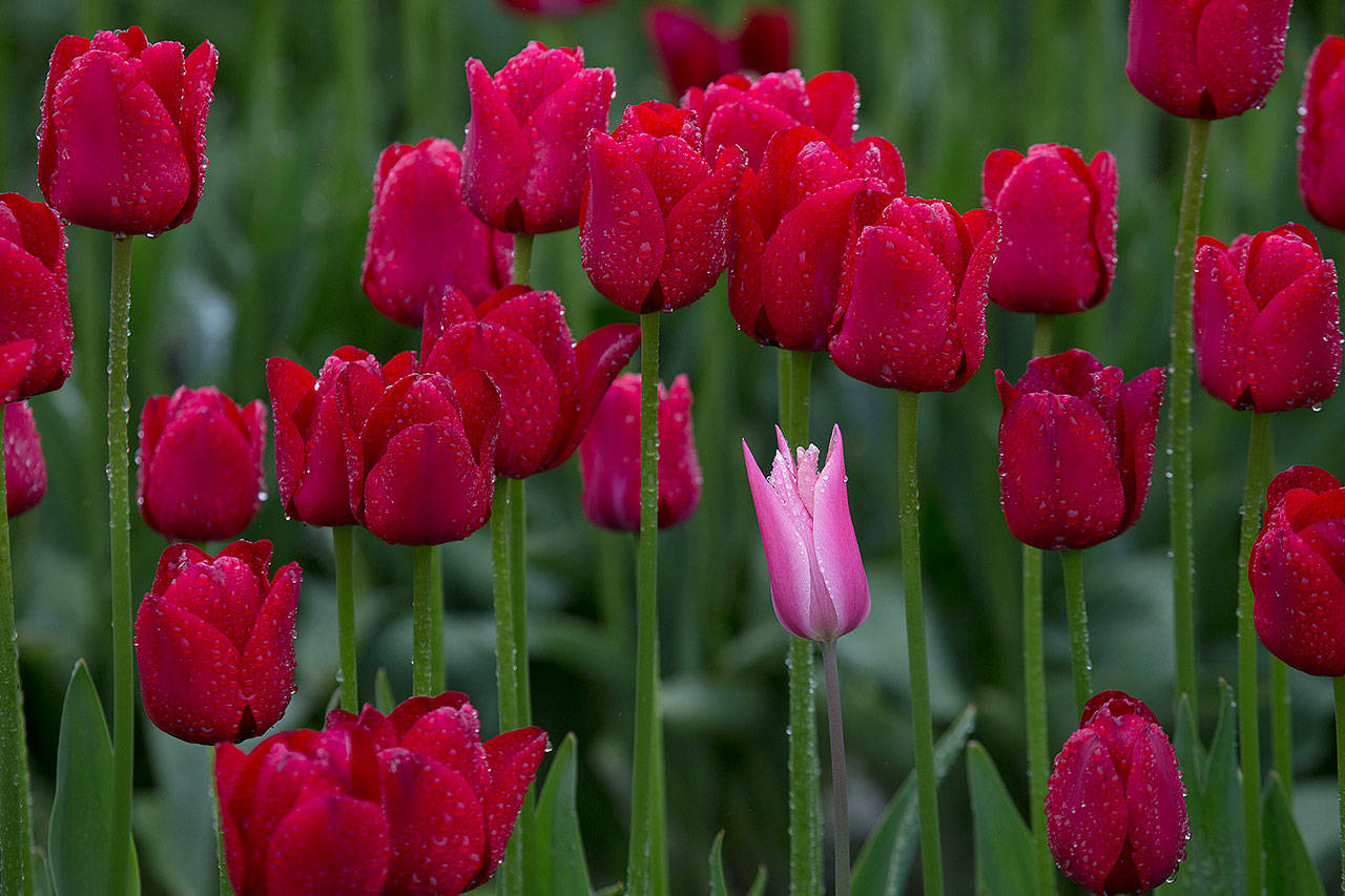 One tulip seems out of place among red tulips at the RoozenGaarde display garden on April 30, 2018, in Mount Vernon. (Andy Bronson / The Herald)