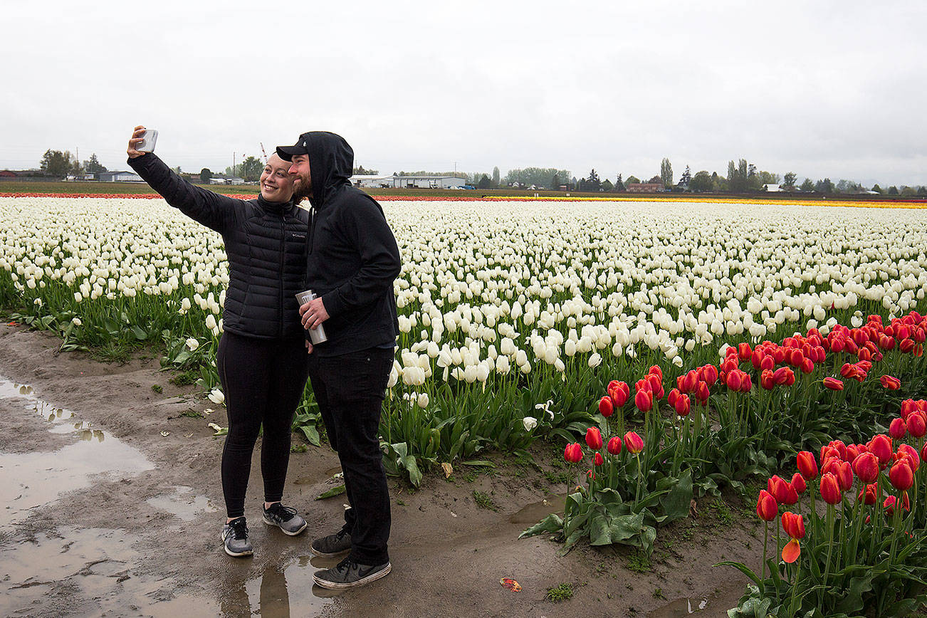 Want to visit the tulips without the traffic? Come early or late