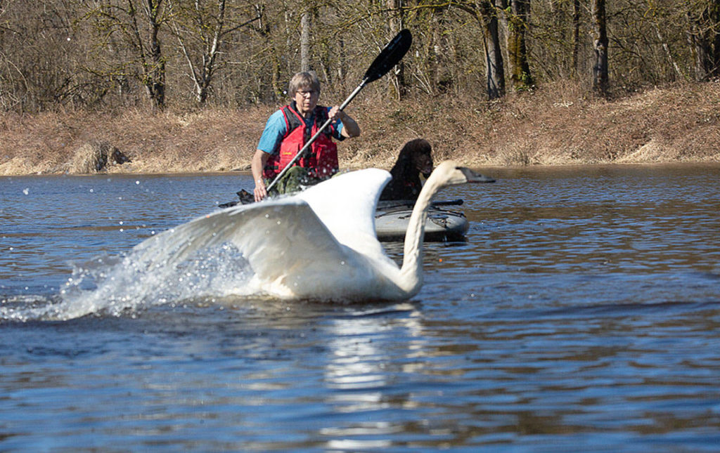Martha Jordan pursues a sick swan at Crescent Lake south of Monroe. (Marc Hoffman / SongbirdPhoto.com)
