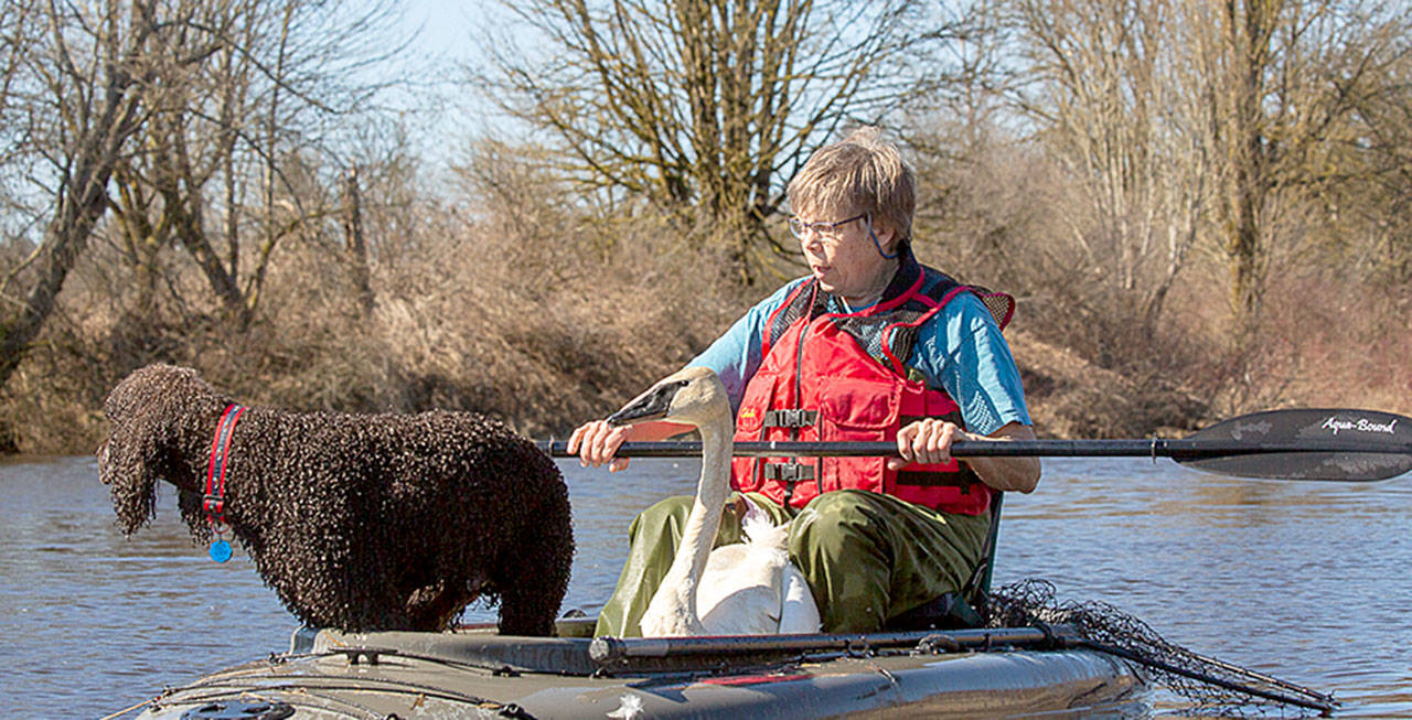 Martha Jordan and Moss, her Irish water spaniel, picking up sick and dead swans at Crescent Lake south of Monroe. Not visible, under the live swan in the boat, are six dead ones. (Marc Hoffman / SongbirdPhoto.com)