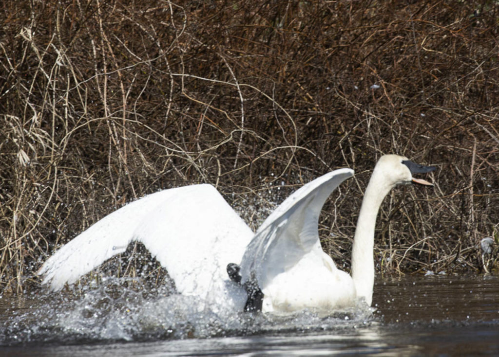 The trumpeter swan is the largest waterfowl in North America and the largest swan in the world. (Marc Hoffman / SongbirdPhoto.com)
