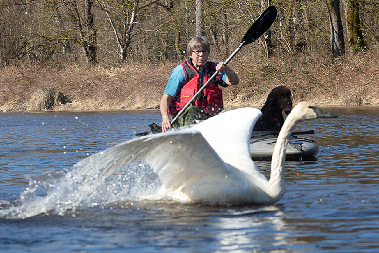 Lead poisoning suspected in local trumpeter swan deaths