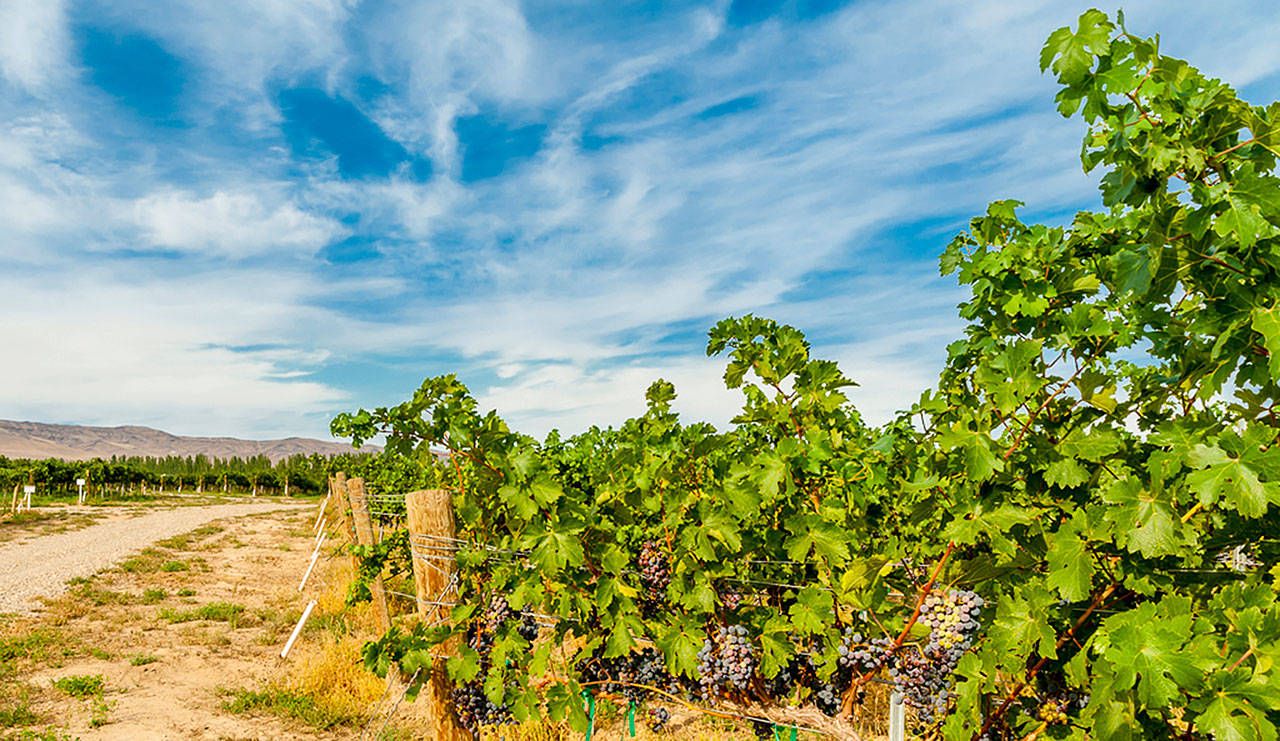 Weinbau Vineyard, which grows carmenere, is part of the Sagemoor Farms collection of historic vineyards near the Columbia River. (Richard Duval Images)