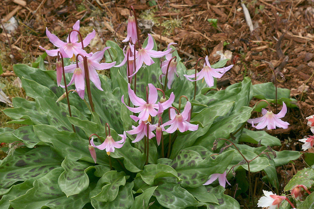 This lily-like pink flower, with mottling reminiscent of a fawn’s coloring, is a native plant. (Richie Steffen)