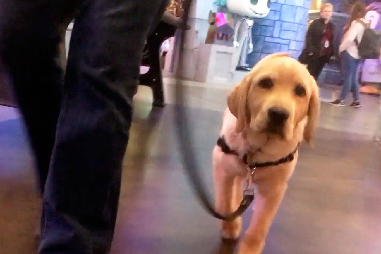 Summit Assistance Dogs: Learning to behave in public