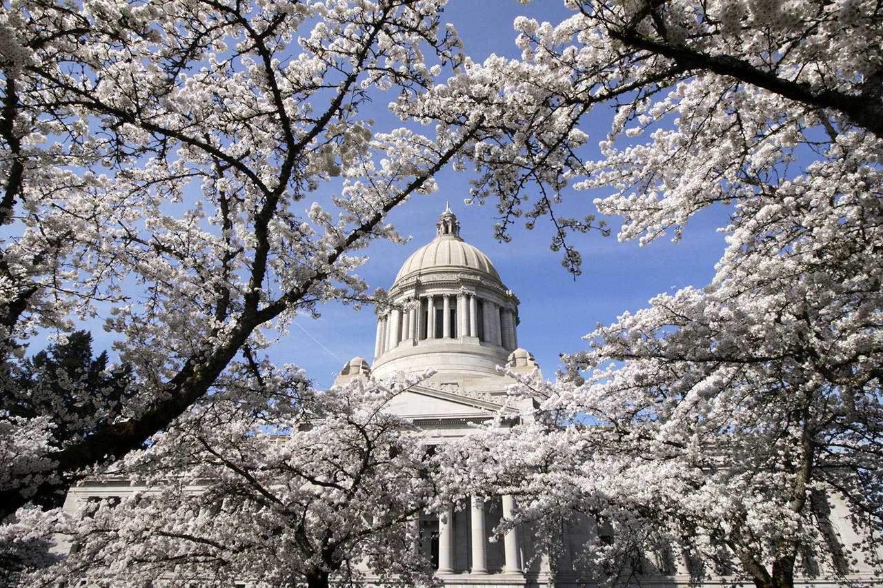 The Washington Capitol in Olympia is seen through cherry blossoms on April 1, where Democratic lawmakers are inching closer to easing restrictions on how much school districts can collect in local property taxes. (AP Photo/Rachel La Corte)