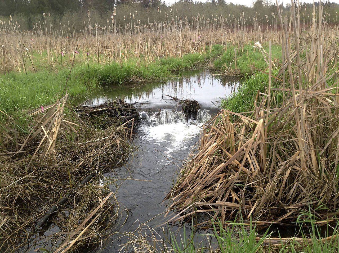Restoration work has been under way at a large wetland in Monroe. The Snohomish Conservation District is soliciting names for it. (Snohomish Conservation District)