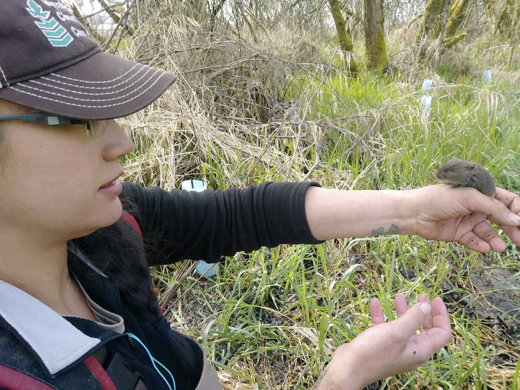 Sara Rocero greets a vole that has found a nice little home in the wetlands. (Snohomish Conservation District)
