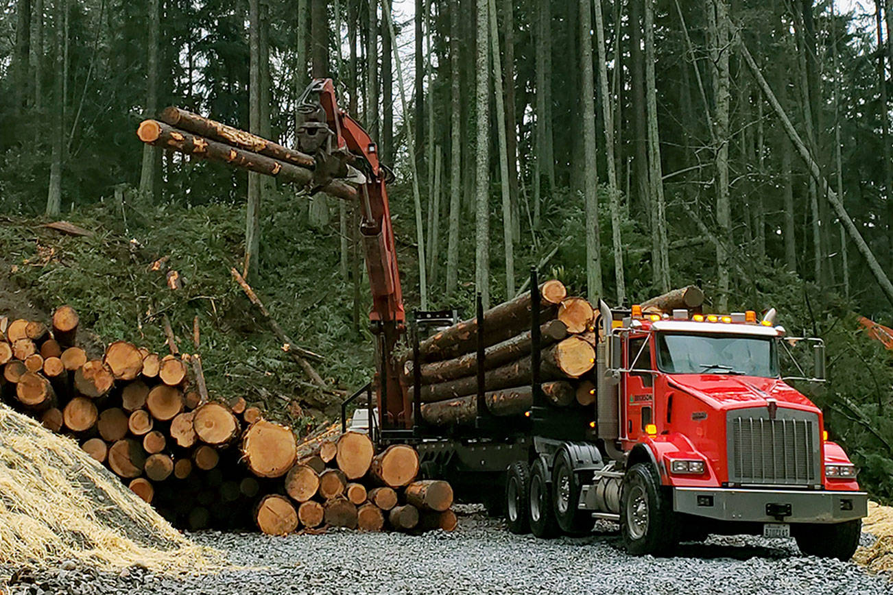 The site of the Frognal Estates subdivision was logged in December. Snohomish County is preparing to issue a grading permit for more extensive work on the proposed subdivision near Picnic Point Road. (Noah Haglund / The Herald)