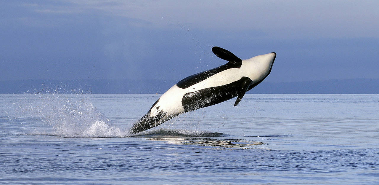 In this 2014 photo, a female orca leaps from the water while breaching in Puget Sound west of Seattle. (AP Photo/Elaine Thompson, File)