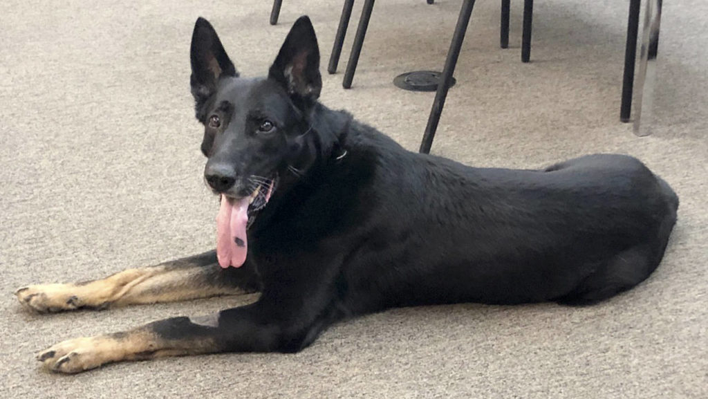 Police dog Zando served the city of Lynnwood for eight years. He took a breather at his retirement party Tuesday. (Lynnwood Police Department)

