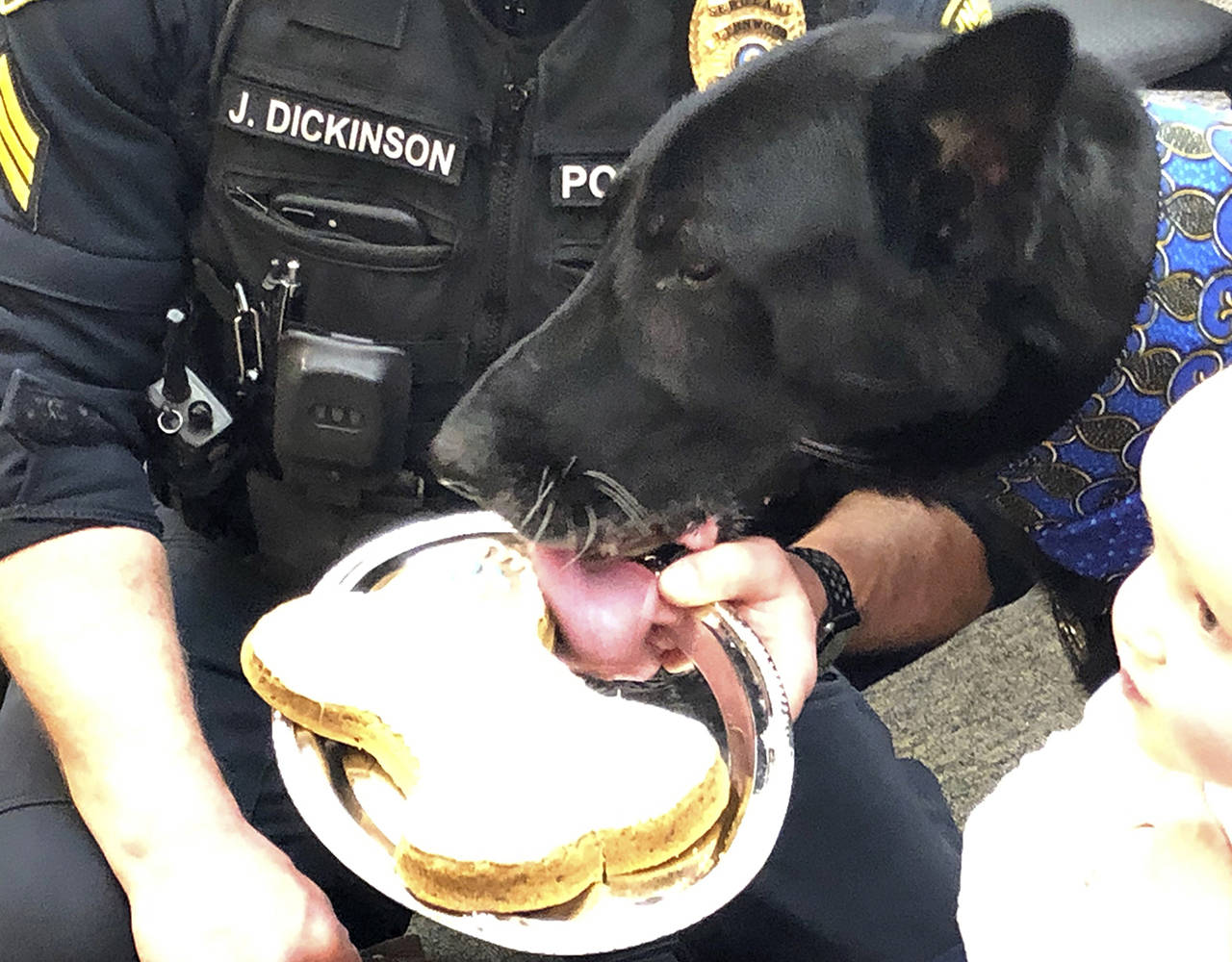 Police dog handler Sgt. Joseph Dickinson rewards his canine partner, Zando, with a somewhat large treat at the dog’s retirement Tuesday. (Lynnwood Police Department)