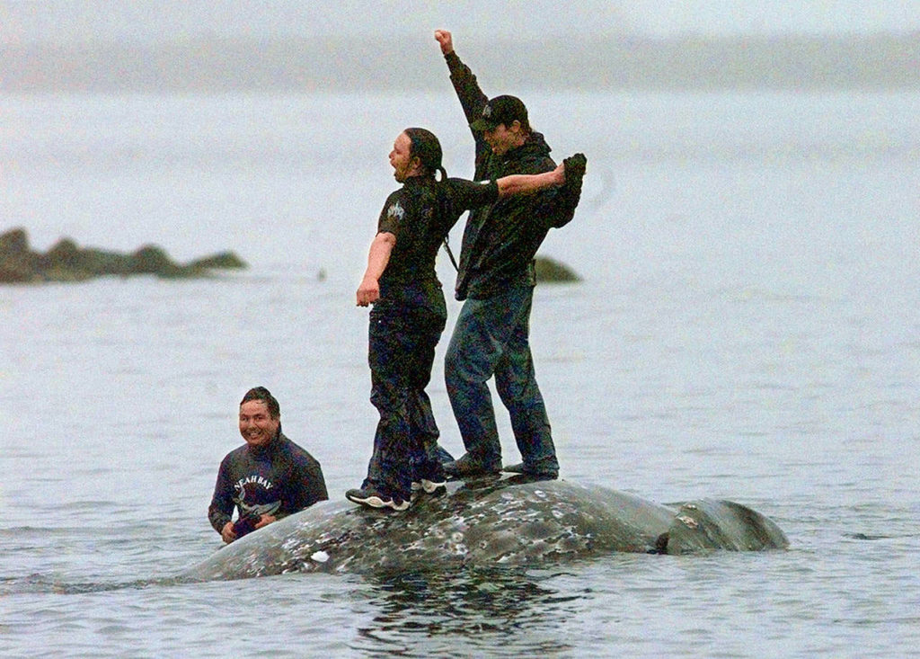 In this 1999 photo, two Makah whalers stand atop the carcass of a dead gray whale moments after helping tow it close to shore in the harbor at Neah Bay. Earlier in the day, they had killed the whale in their first successful hunt since voluntarily quitting whaling over 70 years earlier. (AP Photo/Elaine Thompson, File)
