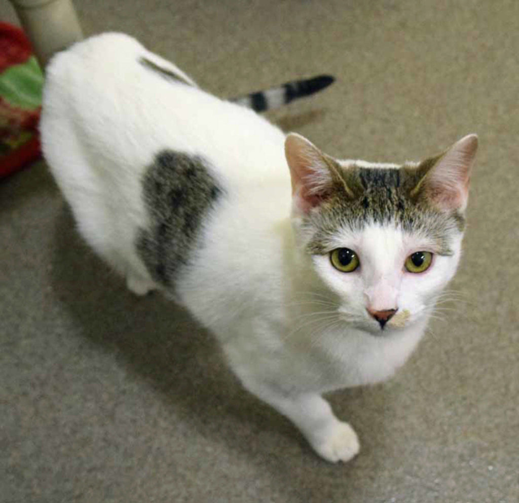 BMW came to us as a fairly timid cat, but she has come a long way since her arrival! She now enjoys socializing with staff and volunteers. She may be a little shy when she first meets you, but is very sweet once she warms up. As with any cat, we recommend a slow and cautious introduction to any other cats, dogs, or young kids in the home to make the transition as comfortable as possible. (Arleigh Movitz/Everett Animal Shelter)
