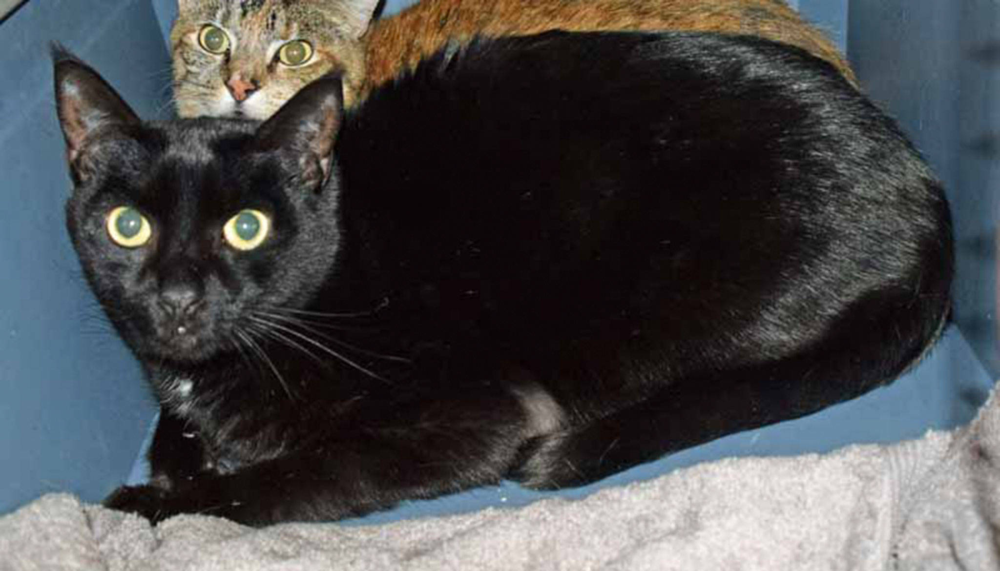 Baby Bibs is a 7 year old boy, looking for a quiet place to call home. He has lived with other cats in the past, but dogs are an unknown. (Arleigh Movitz/Everett Animal Shelter)