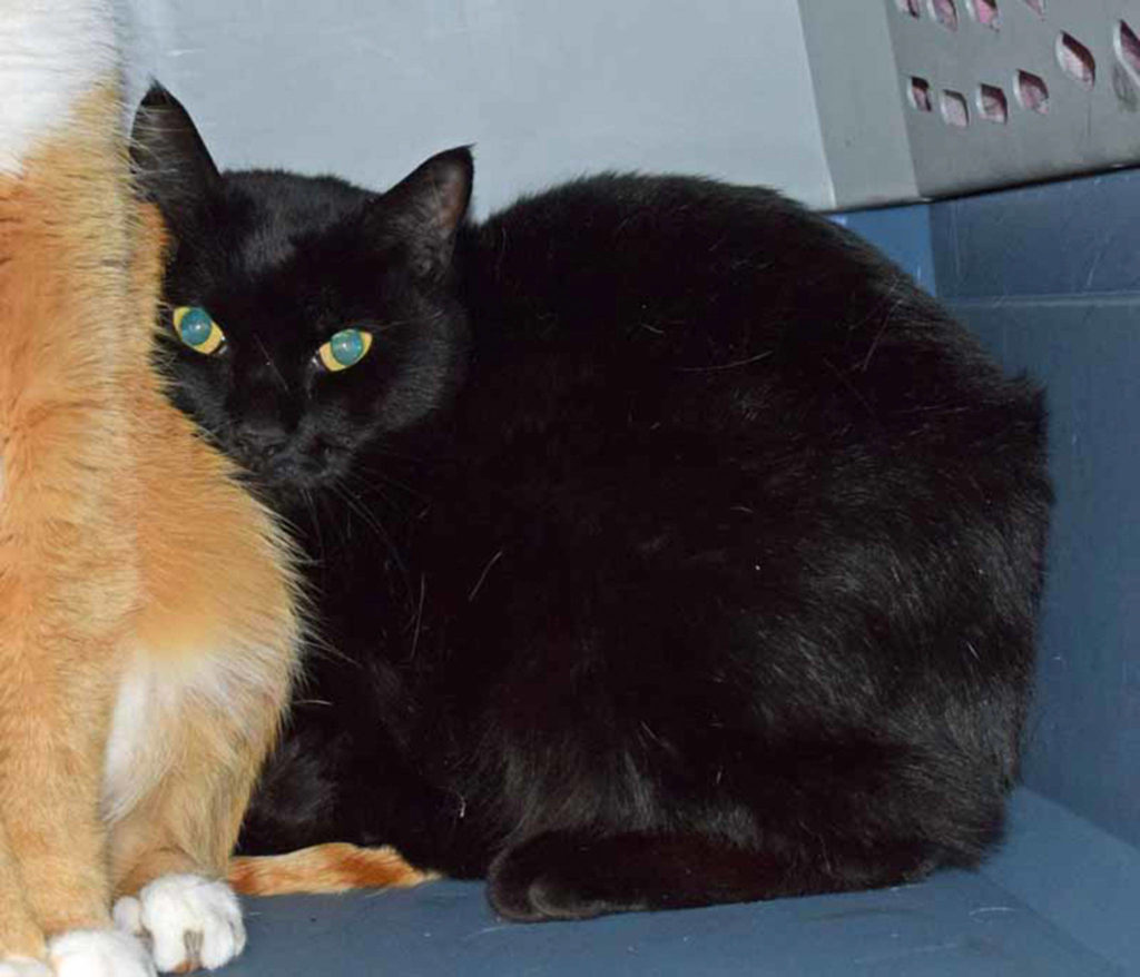 14 year old Brando has been recently diagnose with hyperthyroidism. He does also have a heart murmur that will need to be monitored by your vet. (Arleigh Movitz/Everett Animal Shelter)
