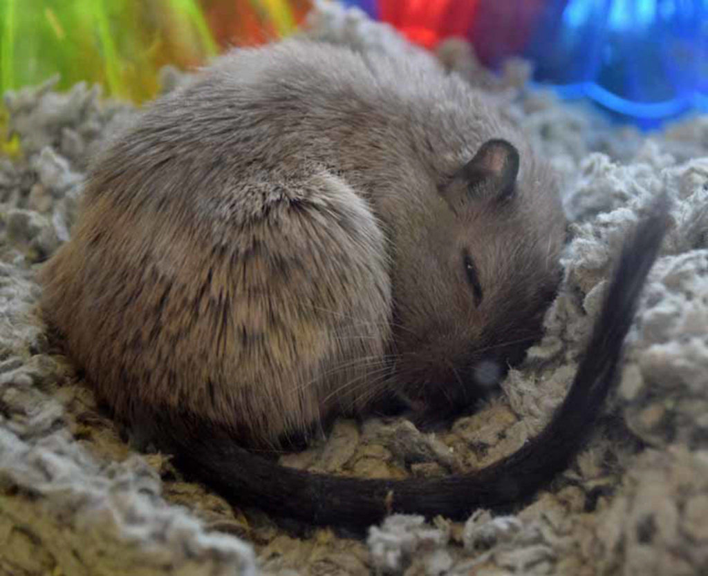 We have received over 20 fancy gerbils and they are all looking for new homes! They ranges in age from 5 months to 1 year and there are both male and females. Their coloring is Burmese and also grey and white and they are fairly large for gerbils. If you are looking for a new little friend come on down to see them. (Arleigh Movitz/Everett Animal Shelter)
