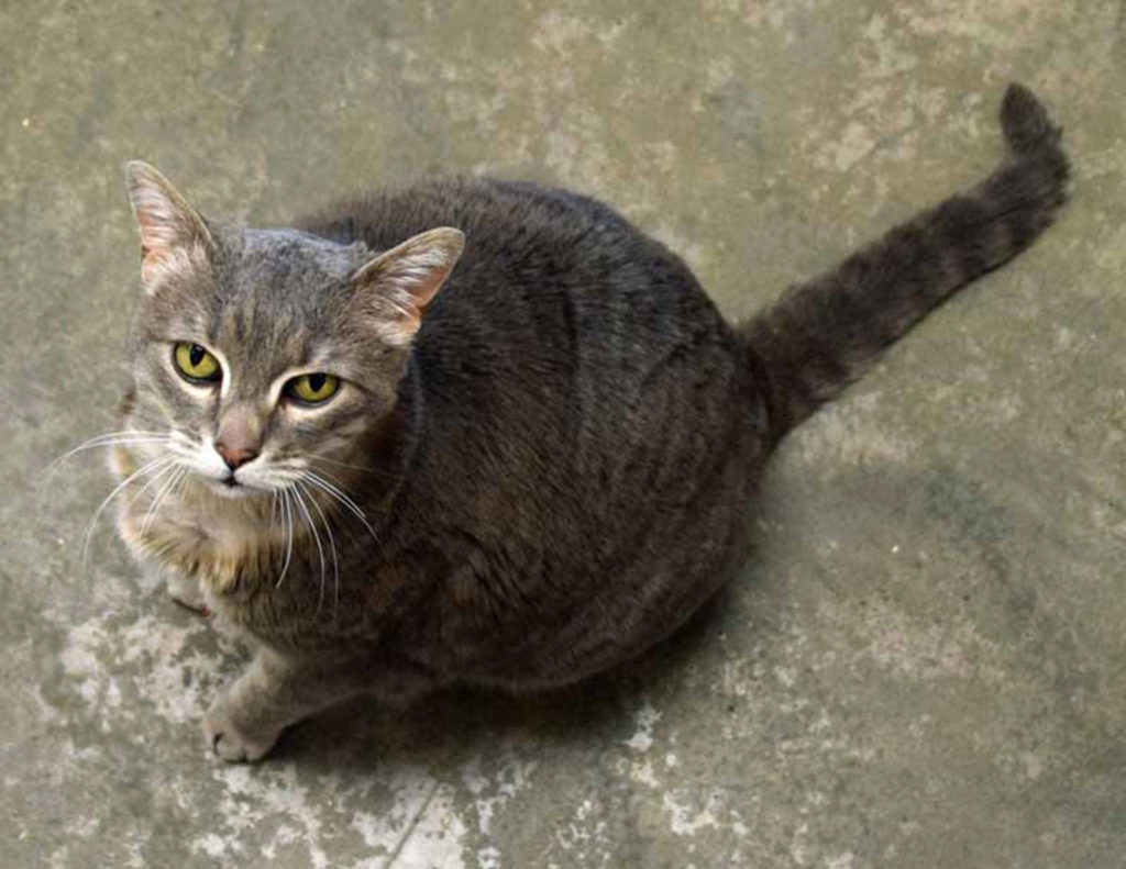 Jane is a total love bug with a relaxed attitude on life. She first came to us towards the end of 2017 with some very serious neck wounds. It took a couple months of treatment, but she healed up and went to a new home. Unfortunately, she continued to scratch at her neck, did not receive any veterinary care, and was brought back to the shelter a year later. She also gained quite a bit of weight during that time and is now in need of some significant weight loss. But it hasn’t affected Jane’s great spirit! We have worked tirelessly to get her healed so we can get her a forever home and she is finally ready. After trying many treatments, we believe she has food allergies and she will need to continue with her hypoallergenic diet long term and cannot have any other foods. She currently has some very cute hot pink soft paws on her nails to prevent scratching, but she probably won’t need them down the road. Jane is mostly a lay around kind of gal and loves a lap to park it on, but will run around for some toys now and again and especially likes little mice to chew on. She doesn’t always get along with other cats, but may adjust over time and we do not know how she is with dogs. But she does very well in a busy household, so we think she is likely to adjust to most situations. Come give this sweetheart the loving home she deserves. She is a staff favorite and we want her to have a place to call her own! (Arleigh Movitz/Everett Animal Shelter)
