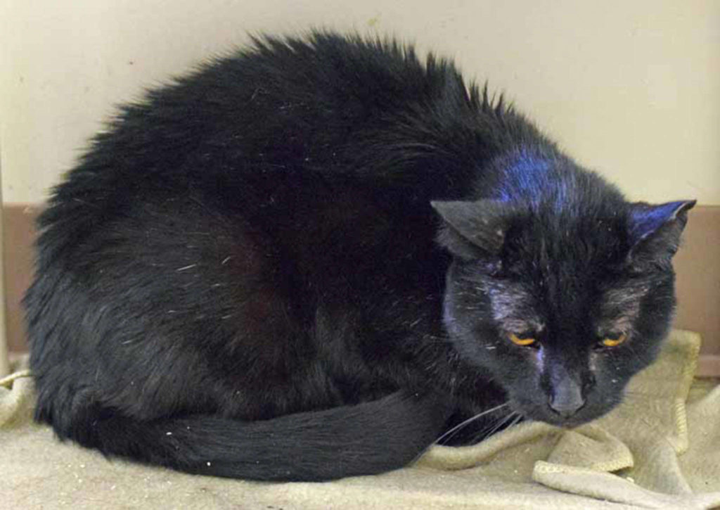 6 year old Oreo has lived with other cats. He can be a bit shy at first, but would love to get to know you and spend some quality time with you! (Arleigh Movitz/Everett Animal Shelter)
