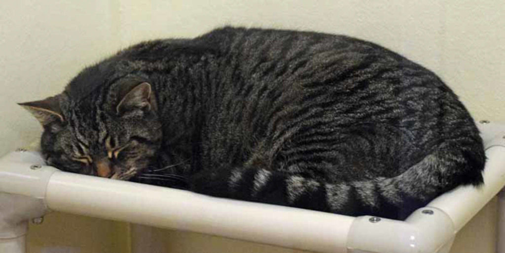 6 year old Taylor is a big lover! He loves to curl up in a lap. He has lived with cats and dogs and enjoys their company. Everyone will still need a slow introduction to each other. (Arleigh Movitz/Everett Animal Shelter)
