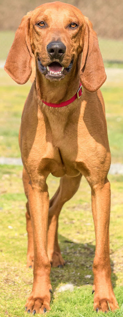 Willie is a beautiful young hound looking for a home that understands his needs. He is very loud and active and will need plenty of daily exercise. Willie will need a meet and greet with any resident dog and a feline free home. He may knock over young children in all his exuberance! Willie is not suited for apartment or city style living. (Curt Story/Everett Animal Shelter)
