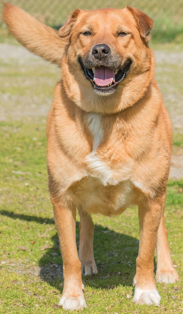 Zeus has been passed through homes a little and is now looking for his forever home. Zeus is a lovely boy and as a chow mix his new adopters should be aware of the breed. Zeus needs an adult only home and a meet and greet with any resident dogs. He needs to be with a more submissive but confident dog and he is a vocal player. No cats. (Curt Story/Everett Animal Shelter)
