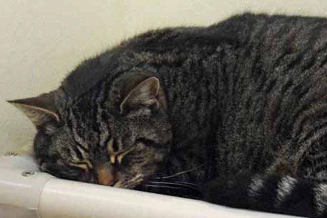 Cats, dogs and gerbils can be adopted from Everett shelter
