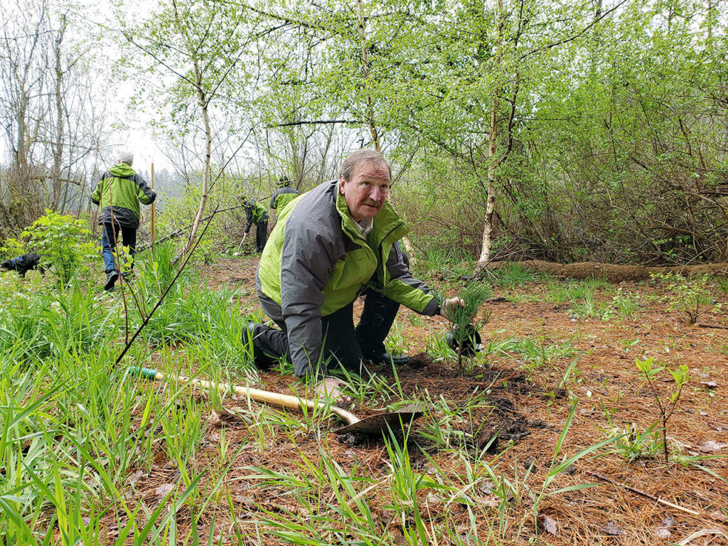 Snohomish County Executive Dave Somers plants a giant sequoia at Lake Stickney in the Lynnwood area on Monday as part of an Earth Day event. (Noah Haglund / The Herald)

