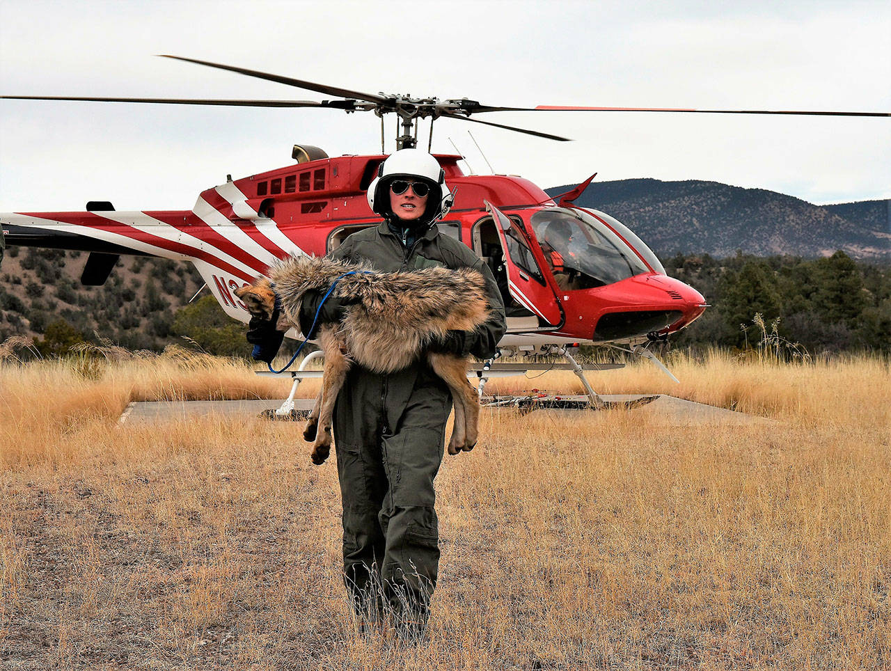 A member of the Mexican gray wolf recovery team carries a wolf captured during an annual census near Alpine, Arizona, on Feb. 13. The agency announced the results of the survey Monday, saying there has been an increase in the population of Mexican gray wolves in the wild in New Mexico and Arizona. (Mark Davis, U.S. Fish and Wildlife Service via AP)