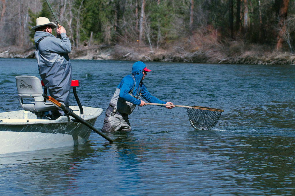 A guide lands a nice fish for Les Bouck of Everett. (Mike Benbow photo)
