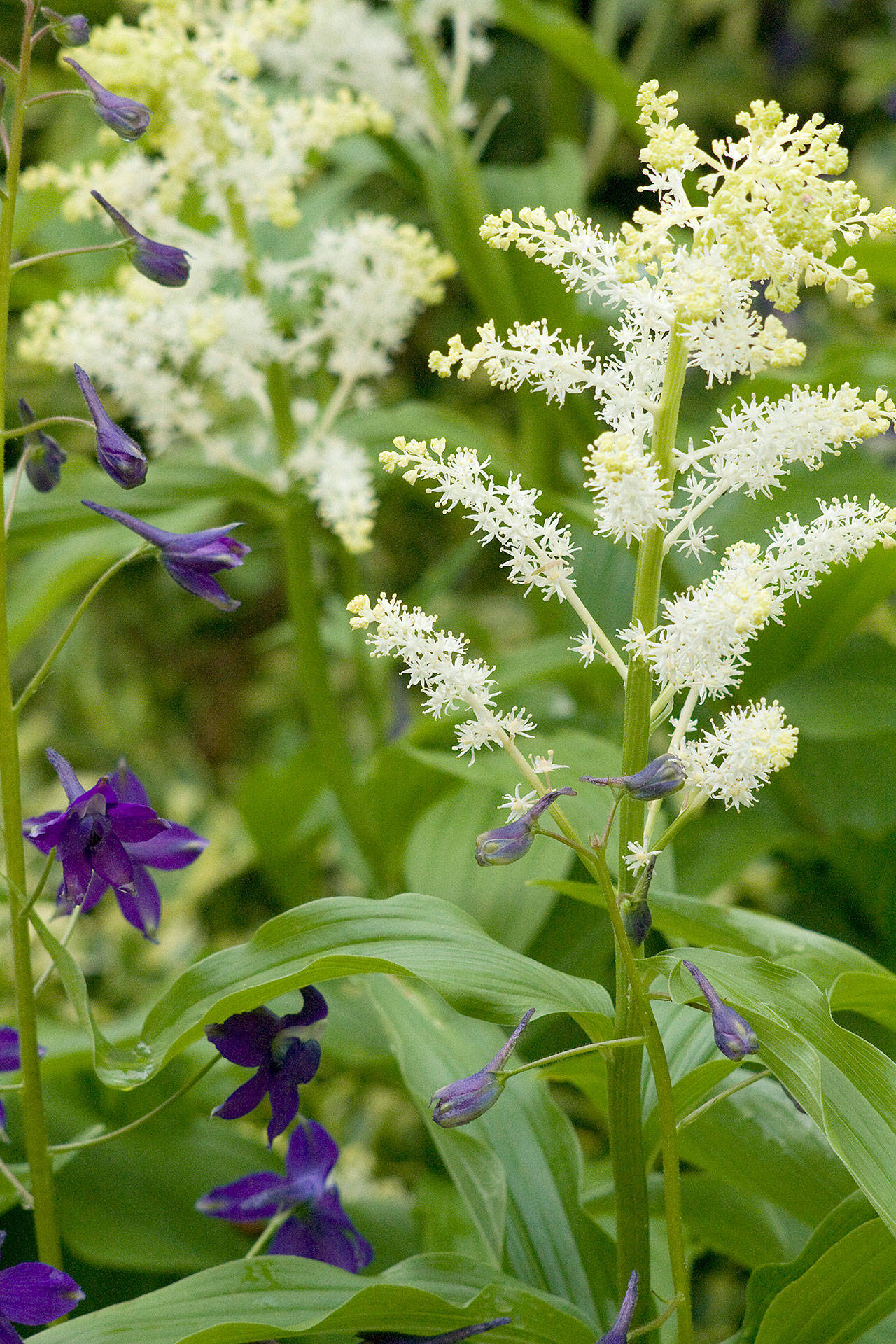 A native of the Pacific Northwest, false Solomon’s seal looks great in the garden. (Richie Steffen)