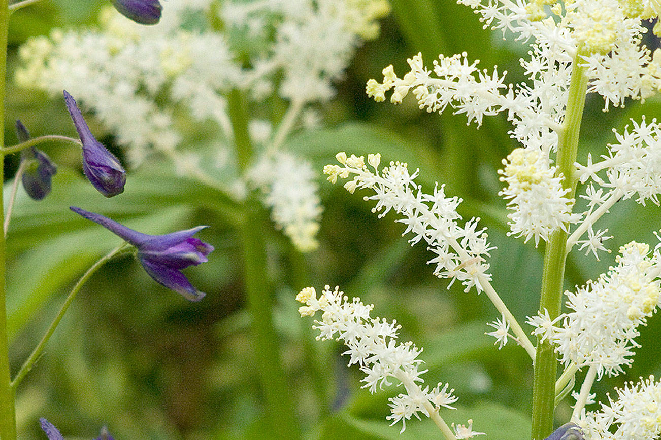 Great Plant Pick: Smilacina racemosa, false Solomon’s seal