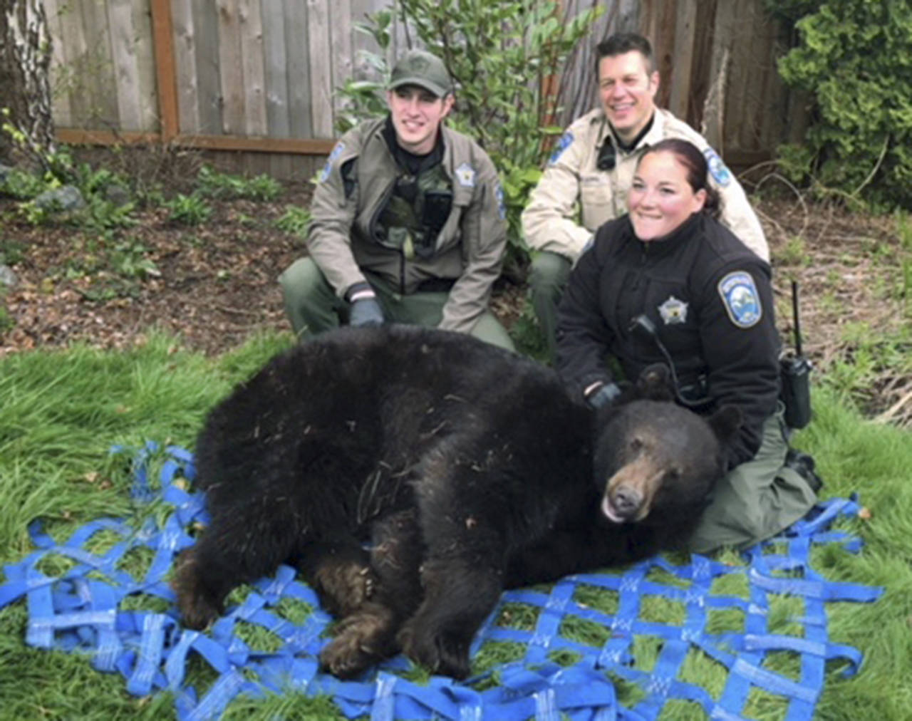 An adult male bear with an injury to one of its hind legs was captured in the Fryelands area of Monroe by state Fish and Wildlife officers on April 10. The bear is posed here with Washington Department of Fish and Wildlife officers (L-R) Tony Jaros, Carly Peters and Nicholas Jorg. (City of Monroe)