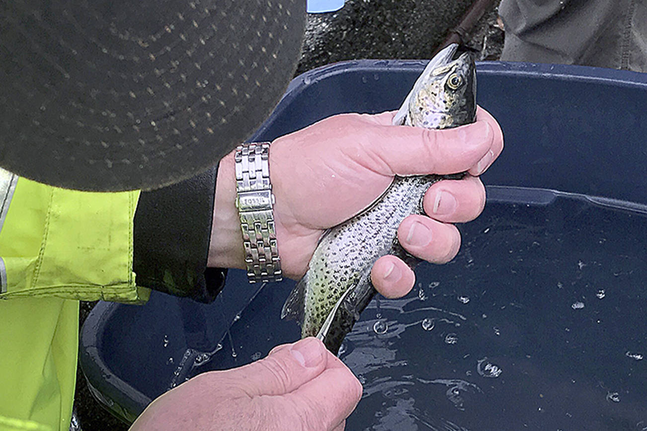 Trout season opens Saturday: Here’s where to catch them