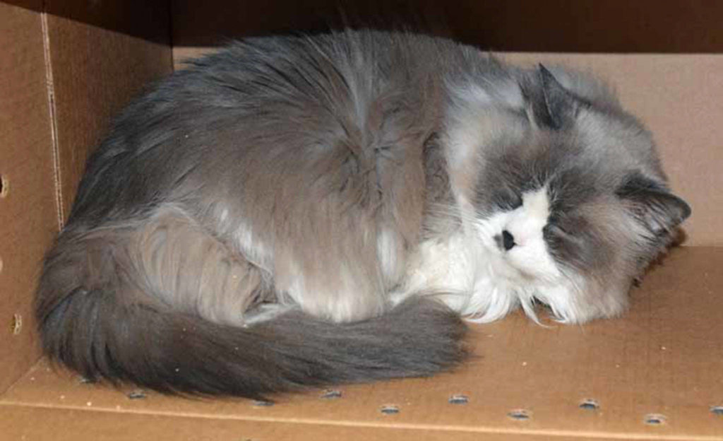 Chloe is a beautiful, soft, senior kitty looking for a special person to adopt her. She is about 14 years old and has some spinal pain. She takes daily (liquid) medication for this. Chloe has been declawed so she’ll need to remain an indoor only cat. Obviously, since she’s rather fragile, it would be best if she were the only pet in an home with no young children. Chloe loves to gaze at you with her gorgeous sky blue eyes while you pet her head. Come meet her today! (Arleigh Movitz/Everett Animal Shelter)
